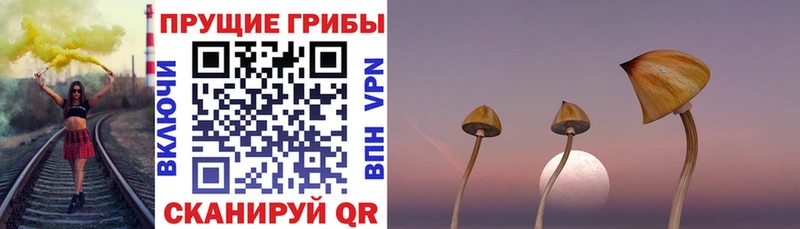 shop как зайти  Чердынь  Псилоцибиновые грибы Cubensis 